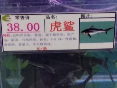 虎鯊觀賞魚可以混養(yǎng)嗎（虎鯊觀賞魚可以與多種魚類混養(yǎng)，虎鯊觀賞魚混養(yǎng)注意事項(xiàng)） 祥龍水族護(hù)理水 第2張