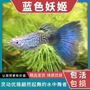 觀賞魚藍(lán)色妖姬（藍(lán)色妖姬養(yǎng)殖秘籍） 泰國虎魚（泰虎） 第1張