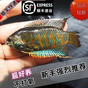 觀賞魚發(fā)什么快遞好（觀賞魚發(fā)什么快遞好觀賞魚快遞運輸方法）