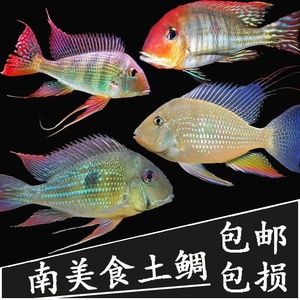 赤荔鳳冠關刀魚多大起頭（想養(yǎng)起頭的赤荔鳳冠關刀魚，你需要確保魚的大小達到10cm以上） 烏龜