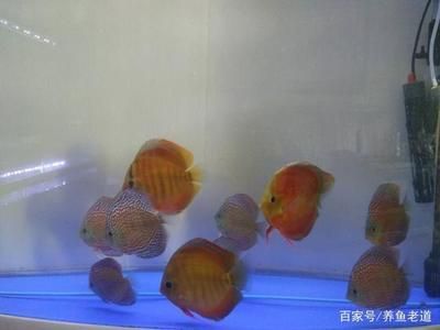 觀賞魚(yú)題庫(kù)（2019觀賞魚(yú)市場(chǎng)趨勢(shì)觀賞魚(yú)習(xí)性觀賞魚(yú)飼養(yǎng)技術(shù)觀賞魚(yú)種類(lèi)） 廣州觀賞魚(yú)魚(yú)苗批發(fā)市場(chǎng) 第4張