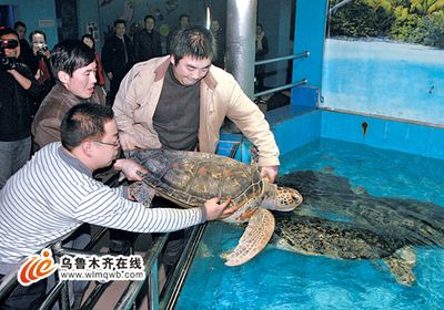 海象魚多少錢一條（世界各地海象魚的價(jià)格對(duì)比）