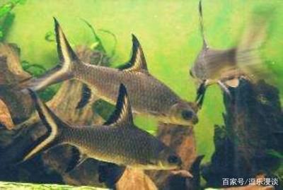 不同類型的觀賞魚混養(yǎng)要注意什么問題（混養(yǎng)觀賞魚的注意事項(xiàng)） 鴨嘴鯊魚 第4張