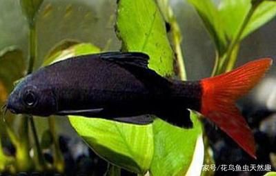 白色熱帶觀賞魚叫什么品種魚（白色熱帶觀賞魚品種） 黃金斑馬魚 第2張