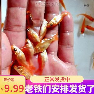 觀賞小紅魚(yú)怎么養(yǎng)（觀賞小紅魚(yú)的養(yǎng)殖） 大正錦鯉魚(yú) 第2張