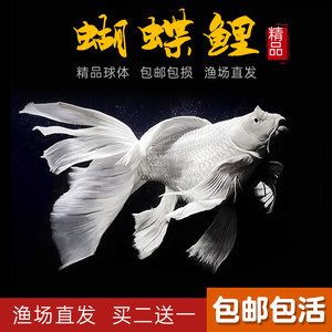 蝴蝶鯉魚苗（蝴蝶鯉魚的飼養(yǎng)技巧） 慈雕魚 第1張