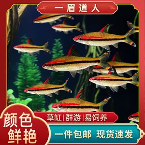 觀賞魚買賣群微信（關(guān)于觀賞魚買賣群微信的相關(guān)信息） 泰國斗魚 第3張