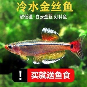 觀賞魚買賣群微信（關(guān)于觀賞魚買賣群微信的相關(guān)信息） 泰國斗魚 第1張