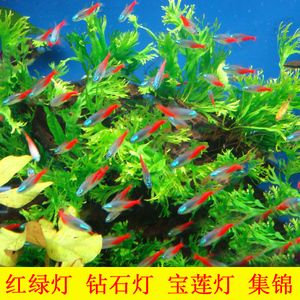 觀賞魚買賣群微信（關(guān)于觀賞魚買賣群微信的相關(guān)信息） 泰國斗魚 第4張