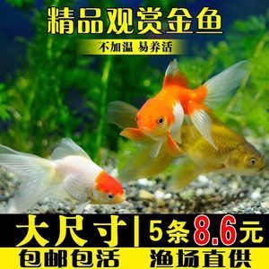 金龍魚(yú)和虎魚(yú)打架誰(shuí)會(huì)贏（金龍魚(yú)和虎魚(yú)的打斗能力是否與其生存策略無(wú)直接關(guān)系）