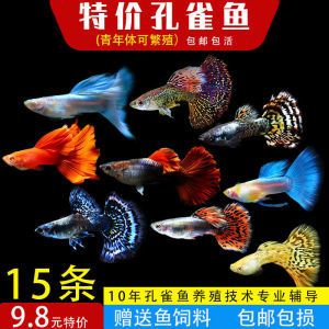 金龍魚(yú)和虎魚(yú)打架誰(shuí)會(huì)贏（金龍魚(yú)和虎魚(yú)的打斗能力是否與其生存策略無(wú)直接關(guān)系）