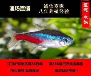 金龍魚和虎魚打架誰會贏（金龍魚和虎魚的打斗能力是否與其生存策略無直接關(guān)系） 水族問答 第2張