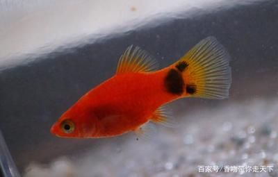 便宜的淡水觀賞魚(yú)品種（便宜的淡水觀賞魚(yú)品種有以下幾種：以上這些淡水觀賞魚(yú)不僅價(jià)格便宜） 斑馬鴨嘴魚(yú)苗 第1張