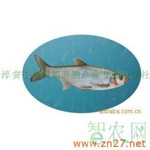 大白魚(yú)觀賞魚(yú)怎么養(yǎng)好吃（養(yǎng)殖大白魚(yú)需要注意什么？） 烏龜 第4張