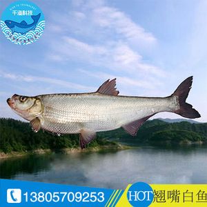 大白魚觀賞魚怎么養(yǎng)好吃（養(yǎng)殖大白魚需要注意什么？）