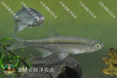 大白魚觀賞魚怎么養(yǎng)好吃（養(yǎng)殖大白魚需要注意什么？）