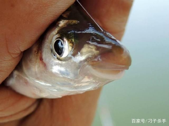 紅尾鲴魚（紅尾鲴的養(yǎng)殖技術(shù)）