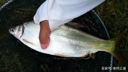 紅尾鲴魚（紅尾鲴的養(yǎng)殖技術(shù)）