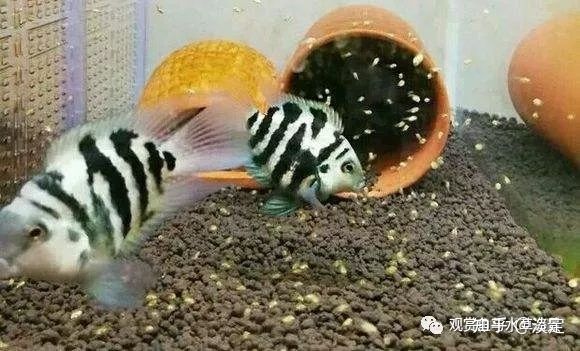 互動性好的觀賞魚 迷你鸚鵡（迷你鸚鵡魚的養(yǎng)殖技術(shù)） 二氧化碳設(shè)備 第1張