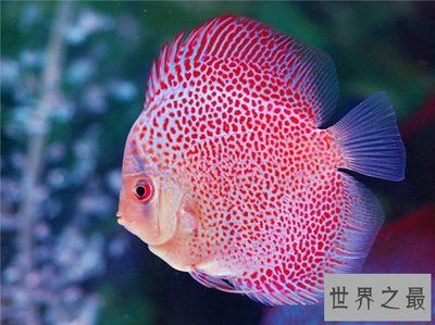 紅色觀賞魚養(yǎng)一段時間不紅了為什么（紅色觀賞魚養(yǎng)一段時間不紅的原因） 水溫計 第2張