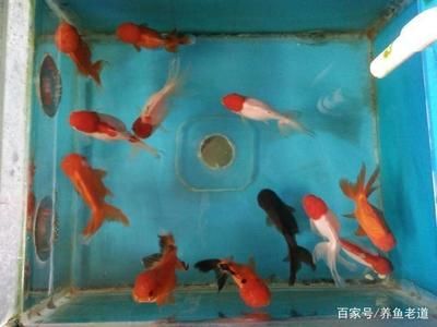 觀賞魚沒死但飄在水面上（觀賞魚漂浮在水面怎么辦） 大嘴鯨魚 第1張