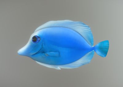 觀賞魚(yú)大眼魚(yú)哪個(gè)好養(yǎng)（大眼魚(yú)是一種常見(jiàn)的觀賞魚(yú)，具有大眼睛的特征，且耐活） 飛鳳魚(yú)苗 第2張