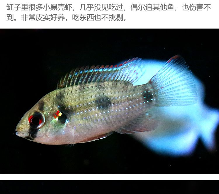 翡翠鳳凰短鯛魚（翡翠鳳凰短鯛怎么養(yǎng)？） 電鰻 第1張