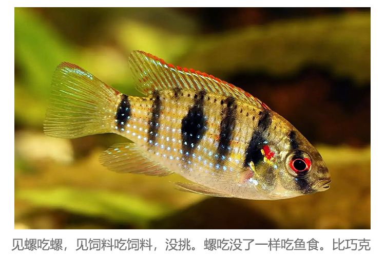 翡翠鳳凰短鯛魚（翡翠鳳凰短鯛怎么養(yǎng)？） 電鰻 第3張