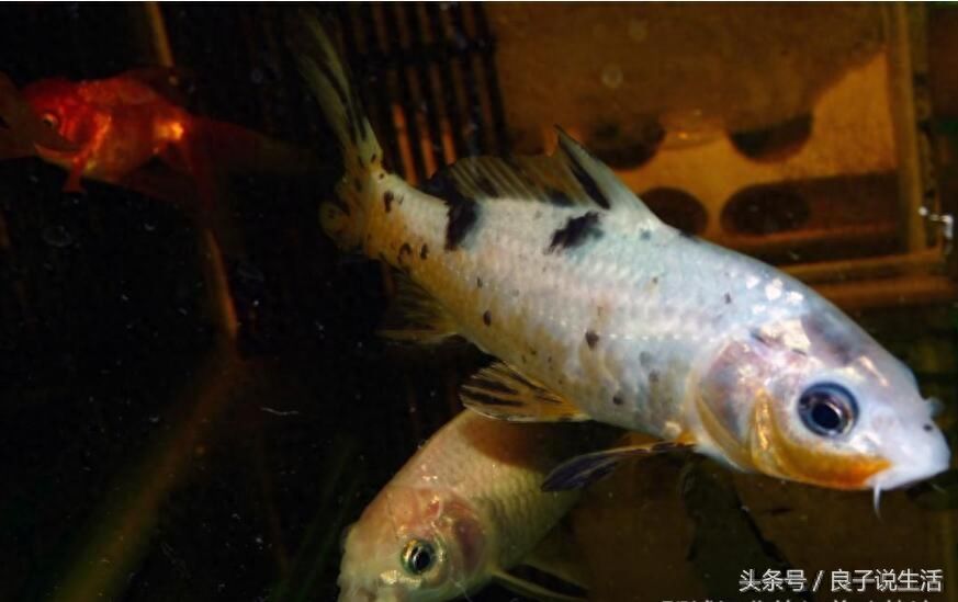 觀賞魚喂食什么（觀賞魚飼料的營(yíng)養(yǎng)成分及自制秘籍） 照明器材 第1張