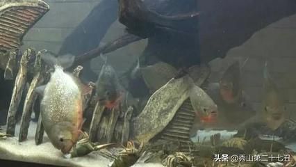 觀賞魚去哪買好養(yǎng)（觀賞魚養(yǎng)護秘籍） 元寶鳳凰魚專用魚糧 第3張