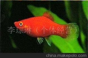 紅太陽觀賞魚（紅太陽觀賞魚市場的現狀與趨勢與趨勢隨著人們生活水平的提高） 黑桃A魚 第2張