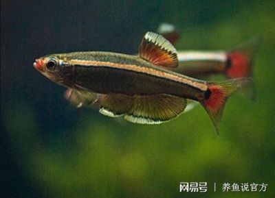 觀賞魚那種魚好養(yǎng)（觀賞魚養(yǎng)護(hù)秘籍） 黃金夢(mèng)幻雷龍魚 第3張