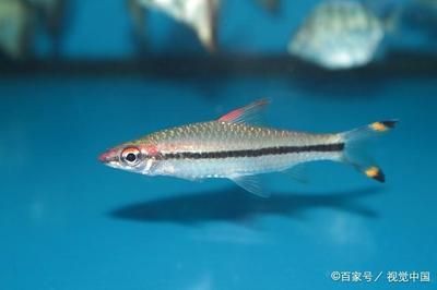 觀賞魚那種魚好養(yǎng)（觀賞魚養(yǎng)護(hù)秘籍） 黃金夢(mèng)幻雷龍魚 第4張