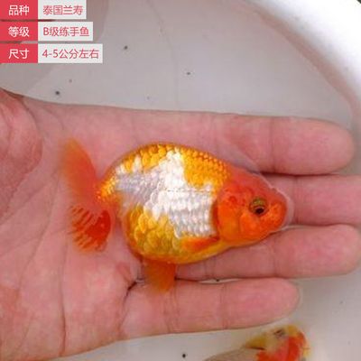 觀賞魚苗批發(fā)金魚市場（觀賞魚苗批發(fā)金魚市場概覽） 魚缸凈水劑 第1張