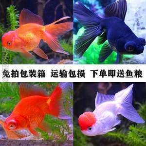 觀賞魚苗批發(fā)金魚市場（觀賞魚苗批發(fā)金魚市場概覽） 魚缸凈水劑 第4張