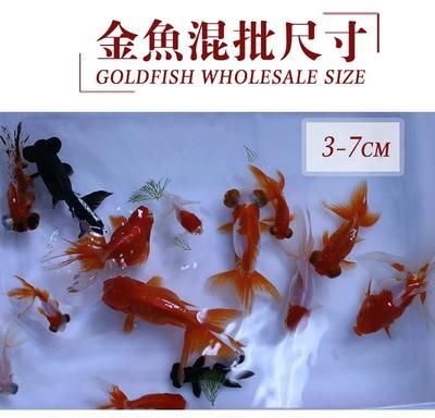 觀賞魚苗批發(fā)金魚市場（觀賞魚苗批發(fā)金魚市場概覽） 魚缸凈水劑 第3張