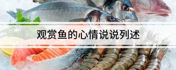 觀賞魚心情好的說(shuō)說(shuō)（全網(wǎng)最全觀賞魚心情說(shuō)說(shuō)精選52條（2024年更新）） 森森魚缸 第3張