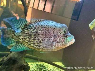 比較霸氣的觀賞魚名字（觀賞魚的種類和特點） 黃金斑馬魚 第4張