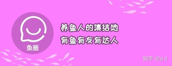 觀賞魚鹽好用嗎知乎（養(yǎng)魚省錢秘籍養(yǎng)魚秘籍養(yǎng)魚省錢秘籍養(yǎng)魚省錢秘籍）