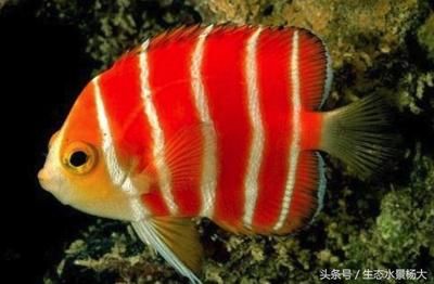 觀賞魚(yú)海魚(yú)好貴怎么辦（如何挑選入門級(jí)觀賞魚(yú)） 野彩魚(yú) 第3張