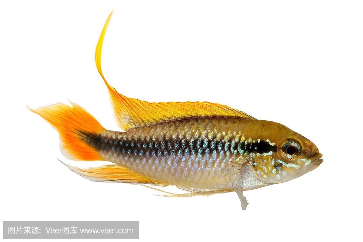 觀賞魚(yú)白化現(xiàn)象是什么（白化現(xiàn)象的生物學(xué)原理）