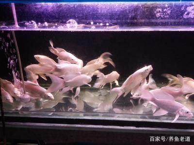 觀賞魚可以用井水養(yǎng)嗎（井水養(yǎng)魚的科學(xué)原理） 白子銀龍苗（黃化銀龍苗） 第1張