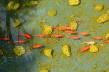 成群游動的小觀賞魚（成群游動的小觀賞魚介紹） 帝王迷宮 第3張