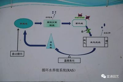 大型魚池循環(huán)水過(guò)濾系統(tǒng)的設(shè)計(jì)（大型魚池循環(huán)水過(guò)濾系統(tǒng)設(shè)計(jì)） 白化火箭魚 第3張