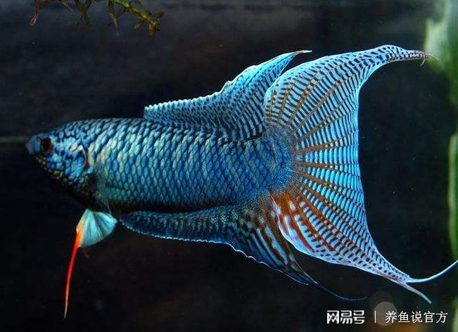 比較好養(yǎng)的小型觀賞魚（十大最好養(yǎng)的小型觀賞魚之一孔雀魚：十大最好養(yǎng)的小型觀賞魚） 黑白雙星 第3張