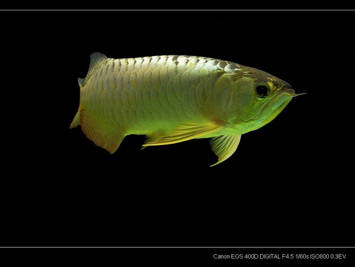 彩虹雷龍魚苗（彩虹雷龍魚苗在什么水質(zhì)條件下生長最好，） 水族問答