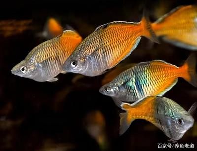 比較值錢(qián)的觀賞魚(yú)排名（探討值錢(qián)的觀賞魚(yú)及其價(jià)值信息錦鯉錦鯉錦鯉及其價(jià)值） 觀賞魚(yú)市場(chǎng) 第4張