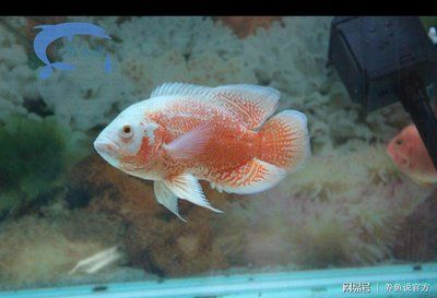 大的觀賞魚多少錢一條（大型觀賞魚及其價(jià)格信息包括紅龍魚、錦鯉、食人鯧魚等） 祥龍傳奇品牌魚缸 第1張