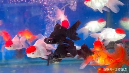 大的觀賞魚多少錢一條（大型觀賞魚及其價(jià)格信息包括紅龍魚、錦鯉、食人鯧魚等） 祥龍傳奇品牌魚缸 第3張