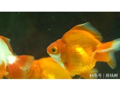 購買觀賞魚（觀賞魚的養(yǎng)護(hù)秘籍）